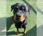 Small Rottweiler Mix