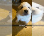 Small Photo #9 Great Pyrenees Puppy For Sale in MONEE, IL, USA