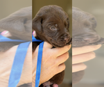 Puppy Puppy 6 Labrador Retriever