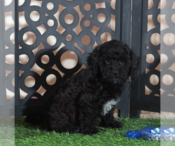 Medium Photo #3 Poodle (Miniature) Puppy For Sale in MOUNT VERNON, OH, USA
