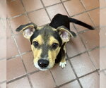 Small #1 Labrador Retriever Mix