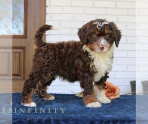 Bernedoodle (Miniature) Puppy for sale in PARADISE, PA, USA