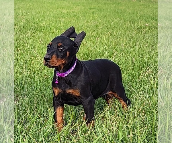 Medium Photo #2 Doberman Pinscher Puppy For Sale in MARYSVILLE, IN, USA