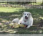 Small #2 Great Pyrenees