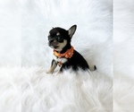 Small Photo #2 Chihuahua Puppy For Sale in SACRAMENTO, CA, USA