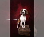 Small #16 English Coonhound-Labrador Retriever Mix