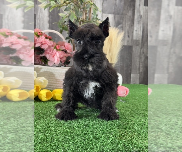 Medium Photo #2 Schnauzer (Miniature) Puppy For Sale in CANOGA, NY, USA