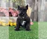 Small #1 Schnauzer (Miniature)