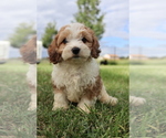 Small #4 Cavapoo
