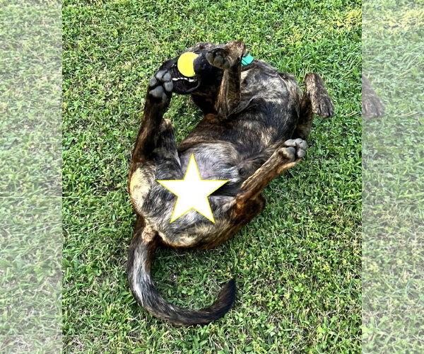 Medium Photo #2 Catahoula Leopard Dog-Labrador Retriever Mix Puppy For Sale in Wakefield, RI, USA