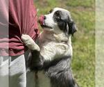 Small #2 Australian Shepherd Mix