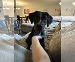 Small Mutt