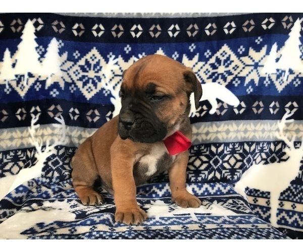 Medium Photo #7 Boerboel Puppy For Sale in CHRISTIANA, PA, USA