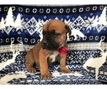 Small Photo #7 Boerboel Puppy For Sale in CHRISTIANA, PA, USA
