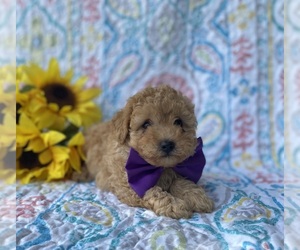 Cavapoo Puppy for sale in LANCASTER, PA, USA