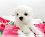 Puppy Athos Maltese