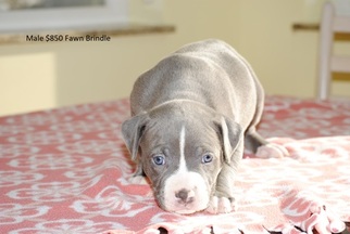 Medium American Pit Bull Terrier