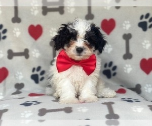 Cavachon-ShihPoo Mix Puppy for sale in LAKELAND, FL, USA
