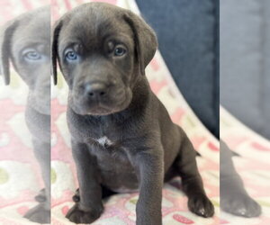Charlotte's Puppy Tiki - Female Labrador Retriever-Unknown Mix Dog for Adoption - Photo #4