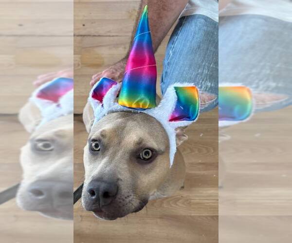 Medium Photo #5 Bulldog-Unknown Mix Puppy For Sale in Kennesaw, GA, USA