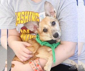 Jack Russell Terrier-Unknown Mix Dogs for adoption in Washington, DC, USA