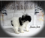 Small #23 Poodle (Toy)