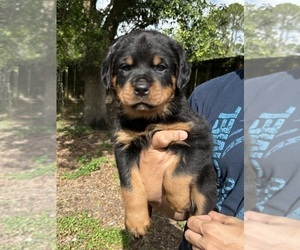 Rottweiler Puppy for sale in PALM BAY, FL, USA