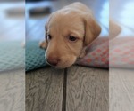 Small #2 Labrador Retriever