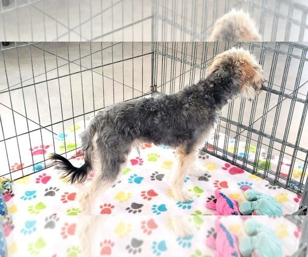 Medium Photo #3 Morkie Puppy For Sale in ORO VALLEY, AZ, USA