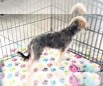 Small #2 Morkie