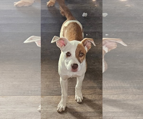 Medium Photo #3 Mutt Puppy For Sale in Woodbury, NY, USA