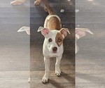 Small #2 Mutt