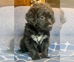 Border Collie-Goldendoodle Mix Puppy for sale in RICHARDSON, TX, USA