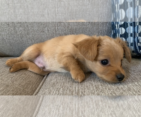 Medium Photo #4 Chiweenie Puppy For Sale in CLOVER, SC, USA
