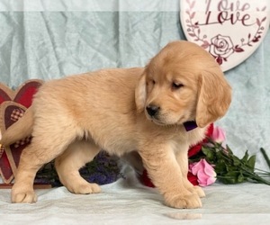 Golden Retriever Puppy for sale in LANCASTER, PA, USA