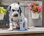 Small Photo #76 Dalmatian Puppy For Sale in GOSHEN, IN, USA