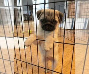 Pug Puppy for sale in MCINTOSH, NM, USA