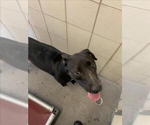 Labrador Retriever-Unknown Mix Dogs for adoption in Corpus Christi, TX, USA