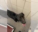 Small Labrador Retriever Mix