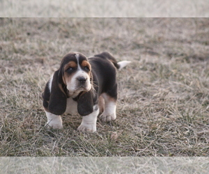 Medium Basset Hound