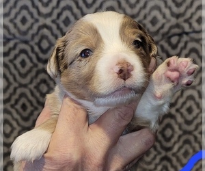 Miniature American Shepherd Puppy for sale in LUNDYS LANE, PA, USA