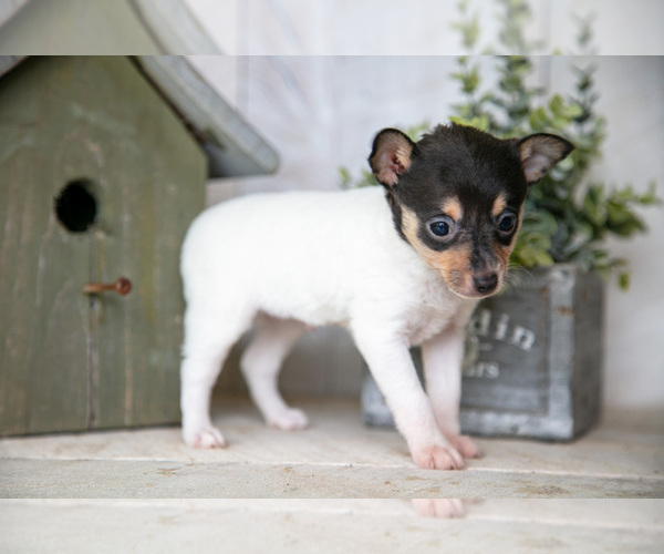 Medium Photo #3 Fox Terrier (Toy) Puppy For Sale in SUGARCREEK, OH, USA