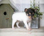 Small #2 Fox Terrier (Toy)