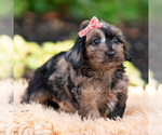 Small #4 Yorkipoo