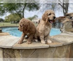 Small Photo #3 Goldendoodle Puppy For Sale in SUGAR LAND, TX, USA