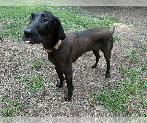 Medium Photo #2 Great Dane Puppy For Sale in Huntersville, NC, USA