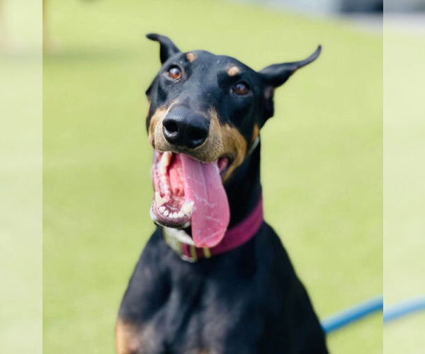Medium Photo #21 Doberman Pinscher Puppy For Sale in Buffalo, MN, USA