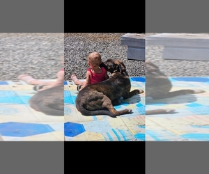 Mountain Cur-Tennessee Treeing Brindle Mix Puppy for sale in NEW ORLEANS, LA, USA