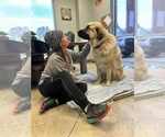 Small #4 Anatolian Shepherd-Great Pyrenees Mix