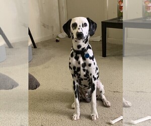 Dalmatian Puppy for sale in GAITHERSBURG, MD, USA